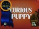 The Curious Puppy