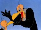 The Bashful Buzzard