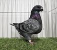 Mascul RO 24 -