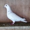 Femela 25-064