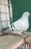 IMG-20250105-WA0009