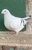 IMG-20250105-WA0008