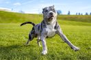 Merle-Pitbull