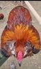 Araucana Gold sau Aur