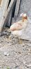 Araucana Gold sau Aurie