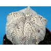 Astrophytum myriostigma 'Extreme Snow'