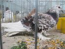 cret-campion-
