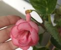 MG_s Nashwa