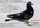 RO 23 474111 F REZERVATA GALAN PIATRA NEAMT Pret 175 Lei + transportul
