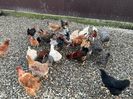 Messenger_creation_5F929A51-0399-4435-9136-20E713B9FFF3