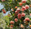 Abraham Darby (tufa) 70