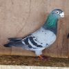Mascul 23-650
