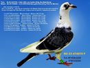 RO 23 474070 F Pret 150 Lei + transportul