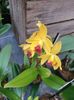 Img.2025.01.15-Cattleya