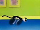 Kitty Kornered