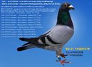 RO 21 1436053 M Pret 150 Lei + transportul