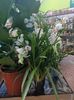 Img.2025.01.15-Cymbidium