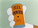 A Horse Fly Fleas