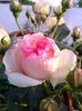 Messenger_creation_D7FA63DC-531A-42DC-8140-E397D3CC141A