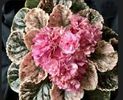 Rebel s Rosebud 25 lei rezervat