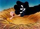 Birdy And The Beast