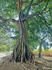 COSTA RICA - OLD TREE.