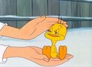 Tweetie Pie
