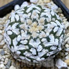 Astrophytum asterias ‘Super Kabuto’ V-type