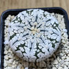 Astrophytum asterias ‘Super Kabuto’ V-type