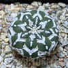 Astrophytum asterias ‘Super Kabuto’ V-type f. nudum
