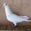 Mascul 24-555