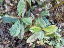 Photinia serratifolia "Pink Crispy"