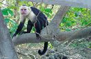 COSTA RICA - Monkey 3