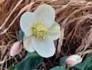 helleborus frosty