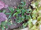 helleborus metallic blue lady