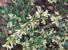 sarcococca confusa sau merisor dulce