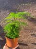 Asparagus Setaceus 4