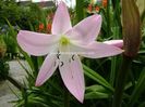 crinum moorei