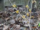 hamamelis Orange Beauty