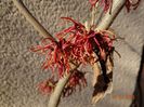 hamamelis Rubin