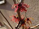 hamamelis Rubin