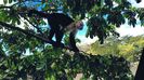 COSTA RICA - Monkey 
