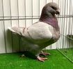 Mascul RO 24 -