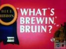 Whats Brewin Bruin