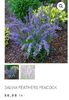 Salvia Feathers Peacock