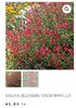 Salvia Suzanne Microphylla