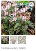 Tiarella Angel Wings