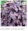 Heucherella Plum Cascade NU A VENIT