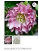 Helleborus Stefania Viv NU A VENIT