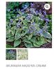 Brunnera Hadspen Cream